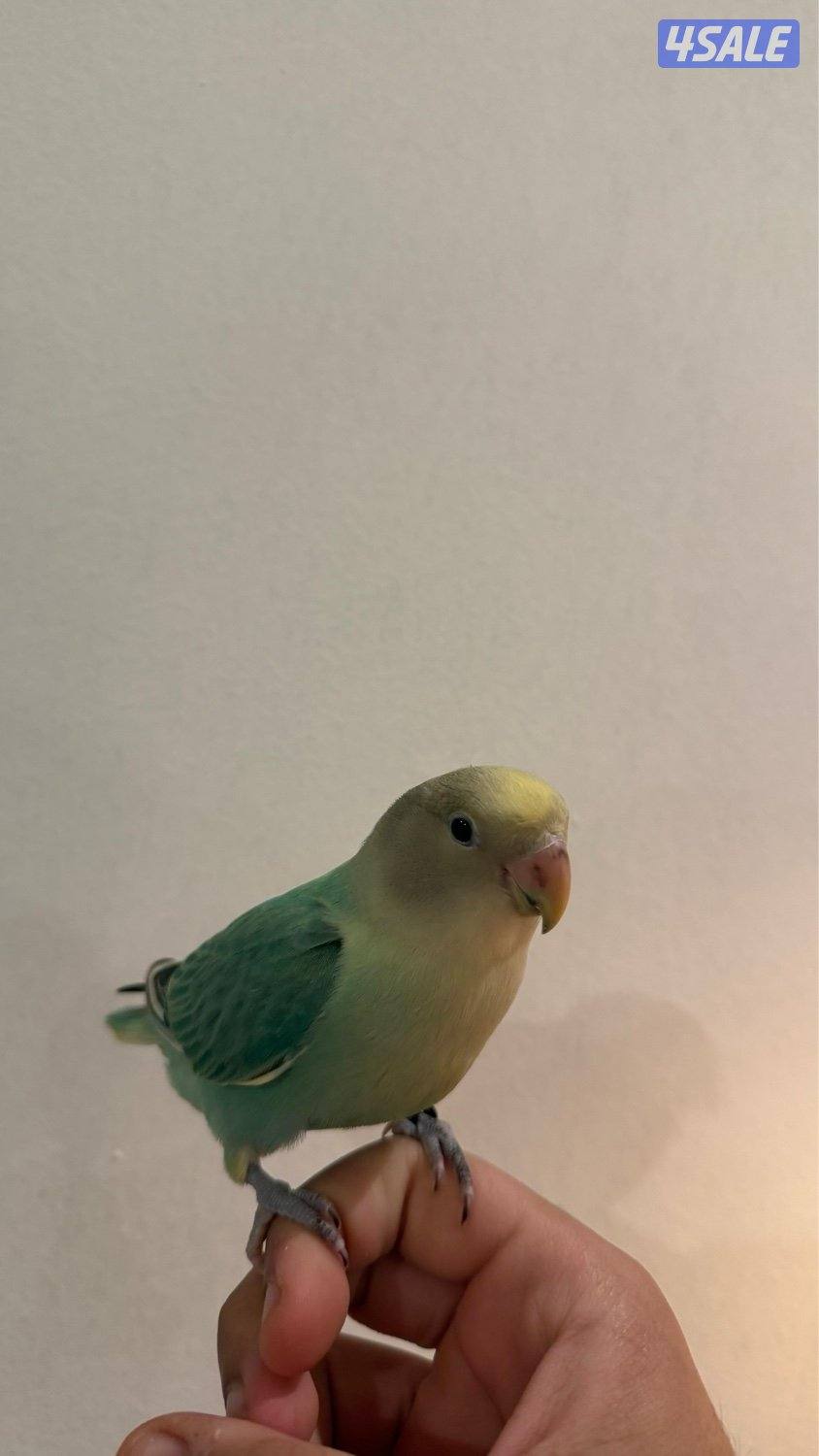 لوف بيرد ربوه1