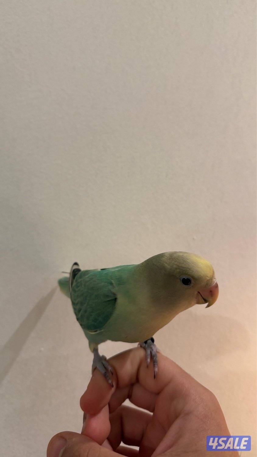 لوف بيرد ربوه3