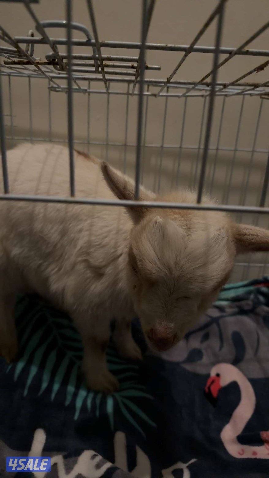 نوعه جيكي جفره0