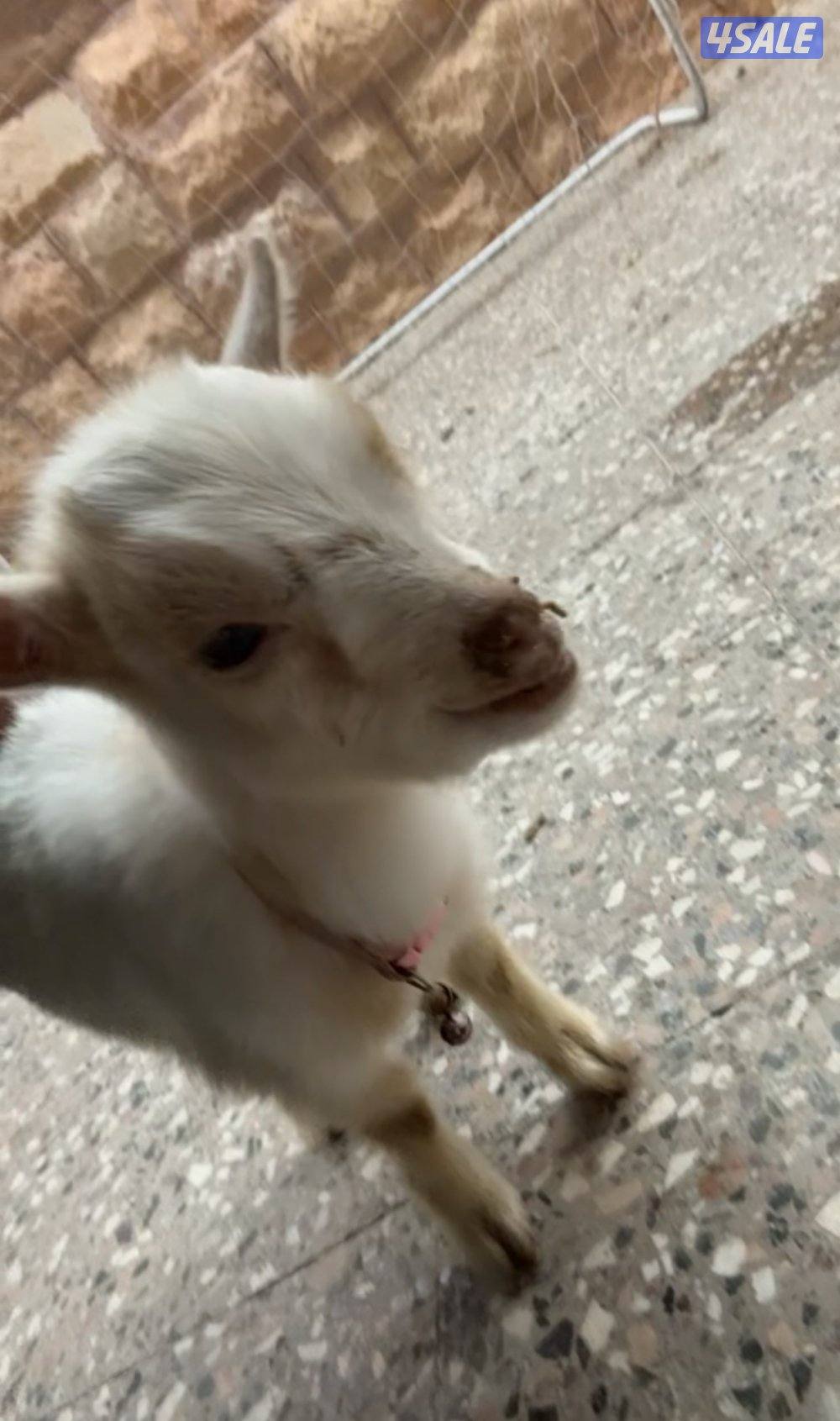 نوعه جيكي جفره1