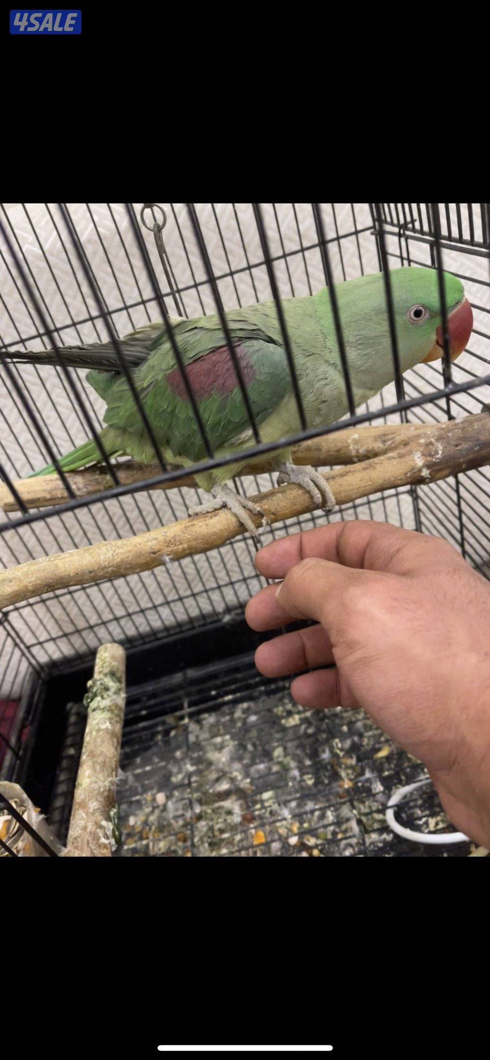 بيبي متوه ربوه0