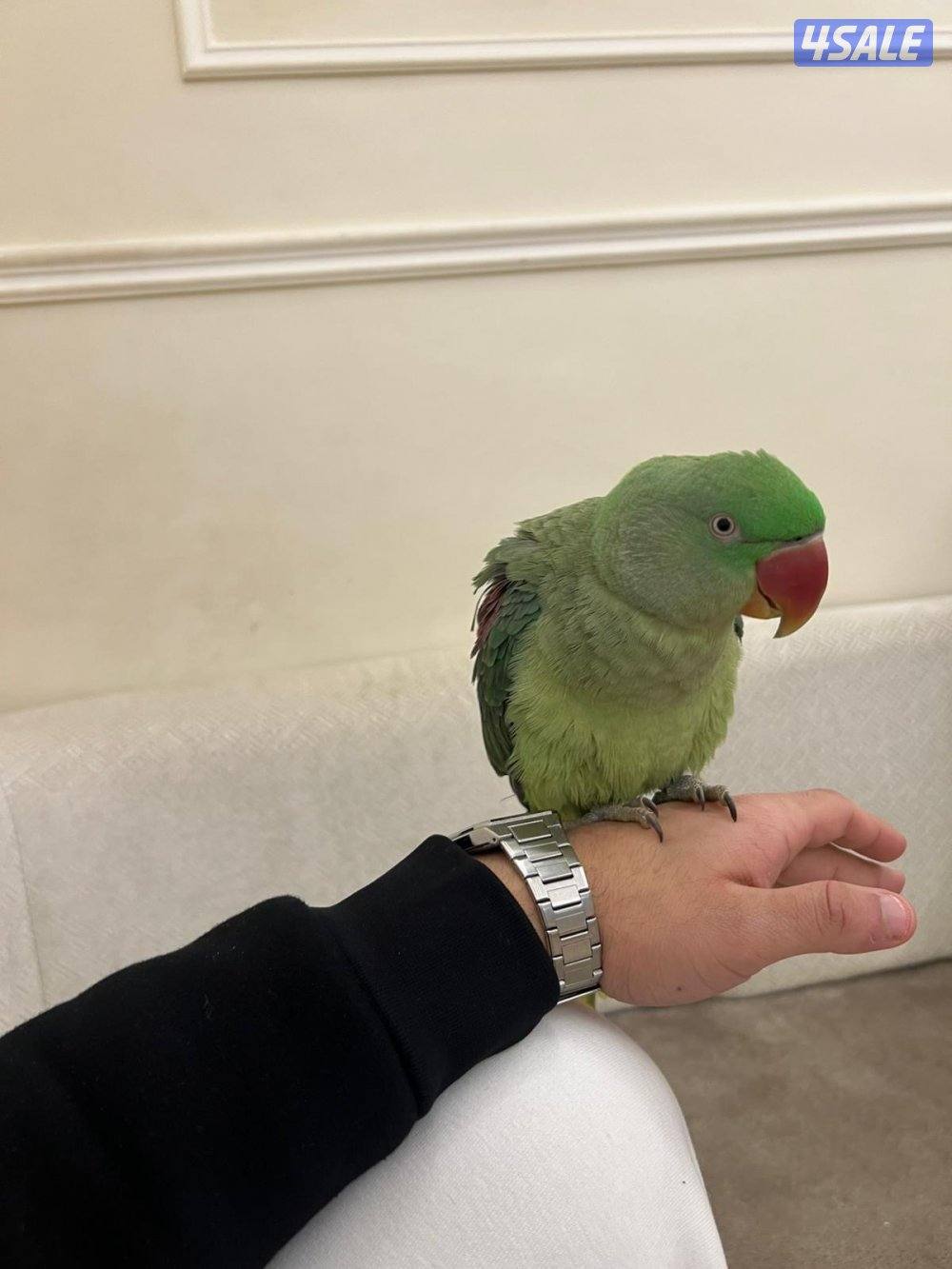 بيبي متوه ربوه1