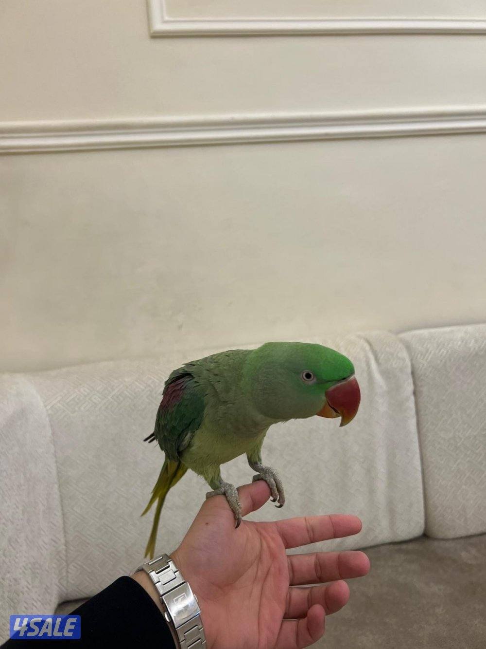 بيبي متوه ربوه2