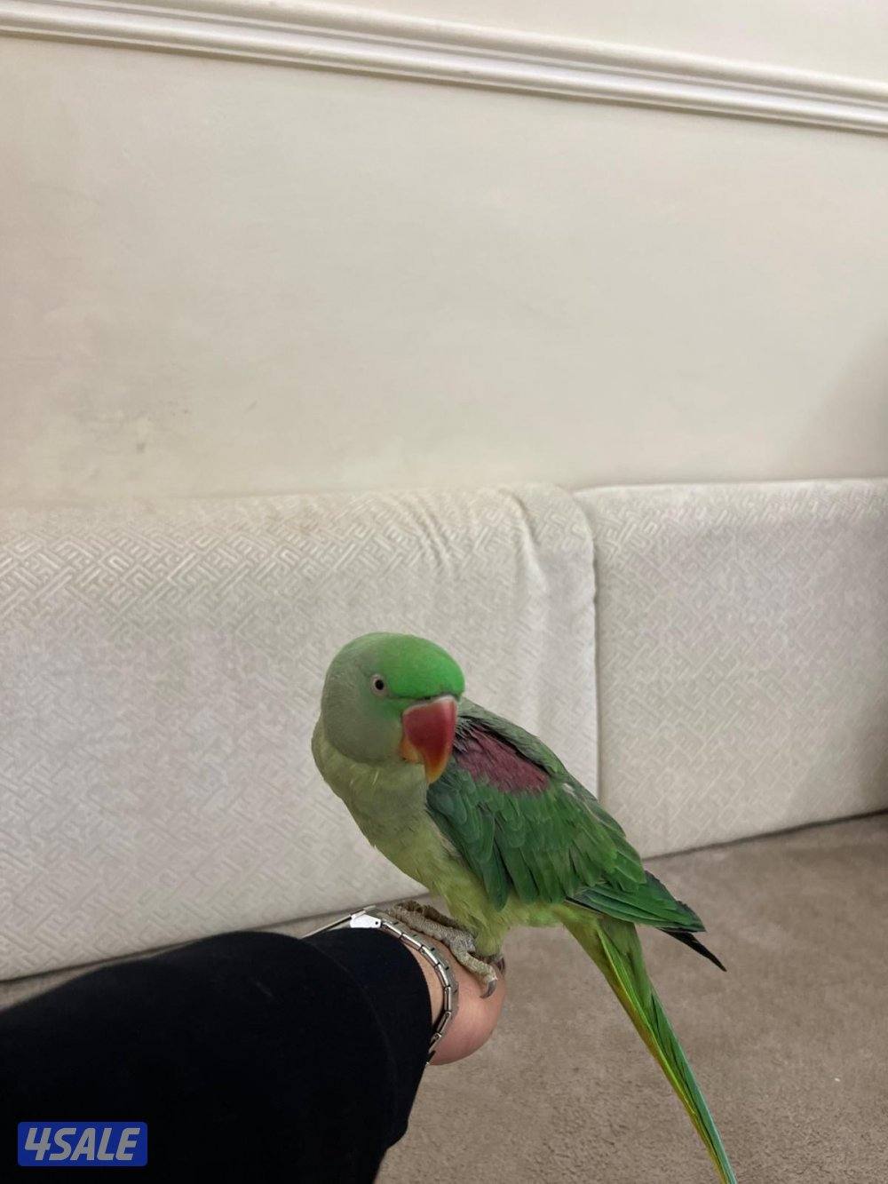 بيبي متوه ربوه3