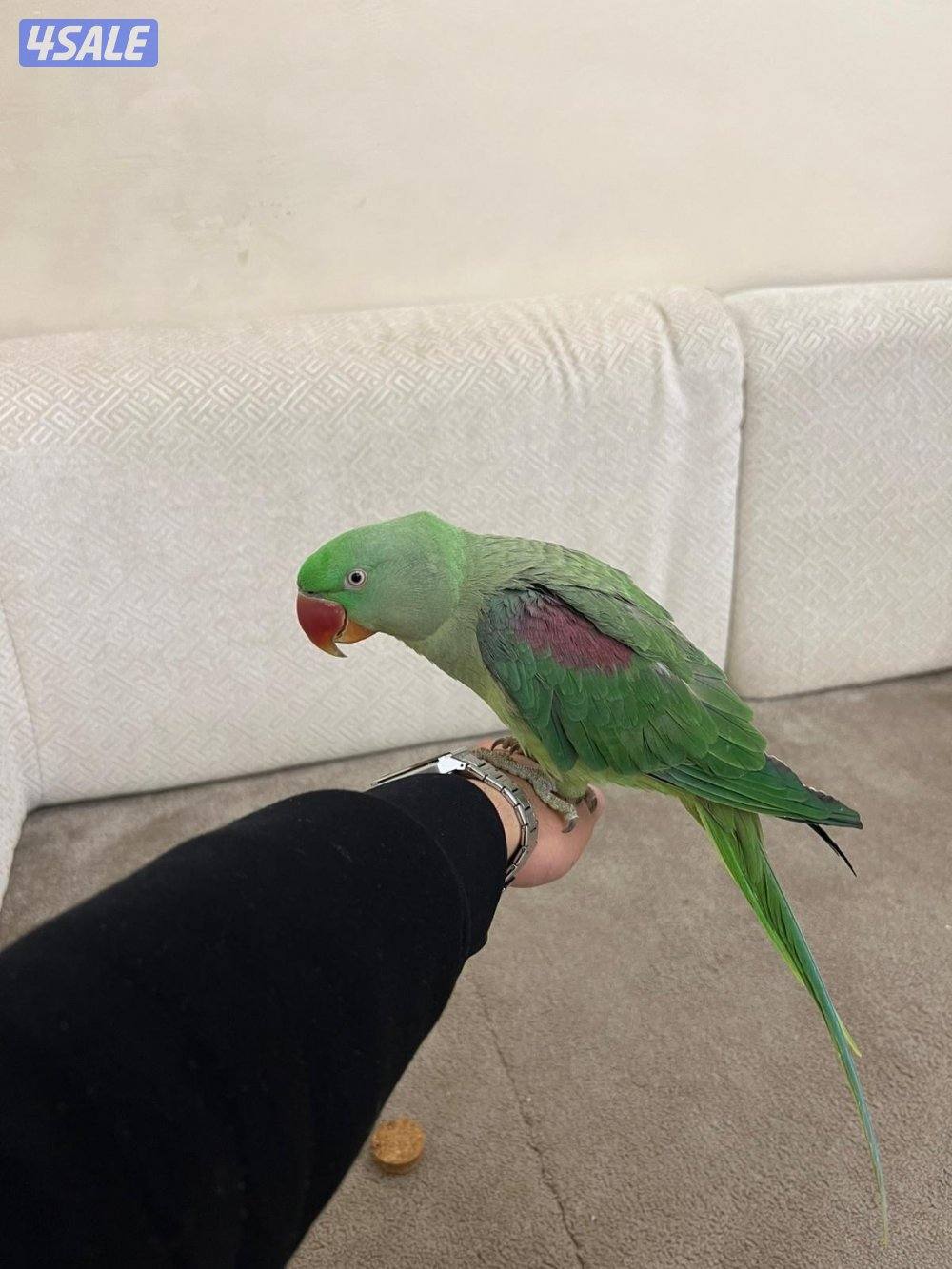 بيبي متوه ربوه4