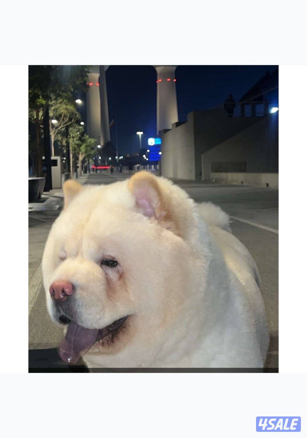 للبيع من النوادر صنف عالي مرتفع نوعه تشاو تشو2