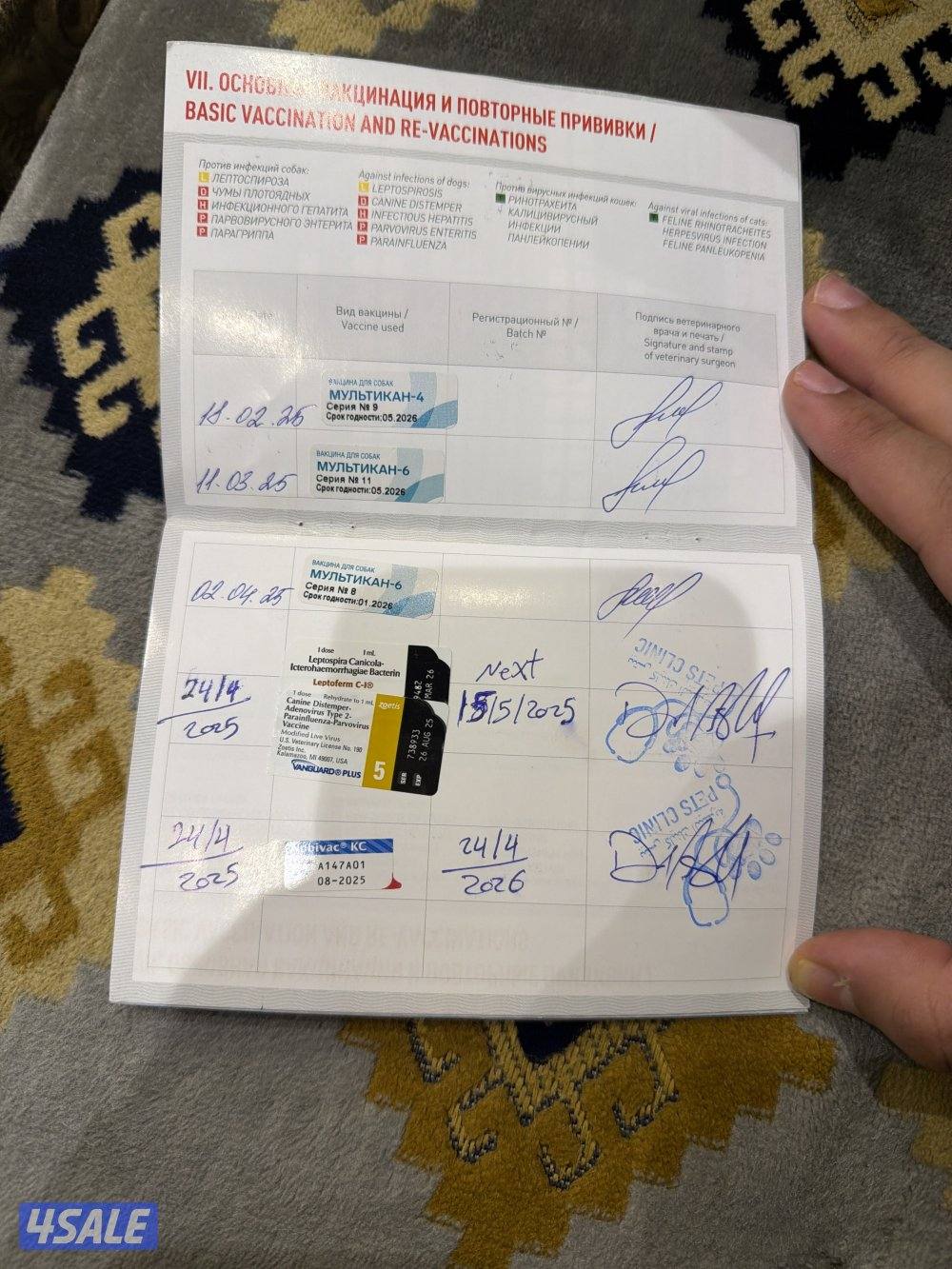 للبيع من النوادر صنف عالي مرتفع نوعه تشاو تشو5