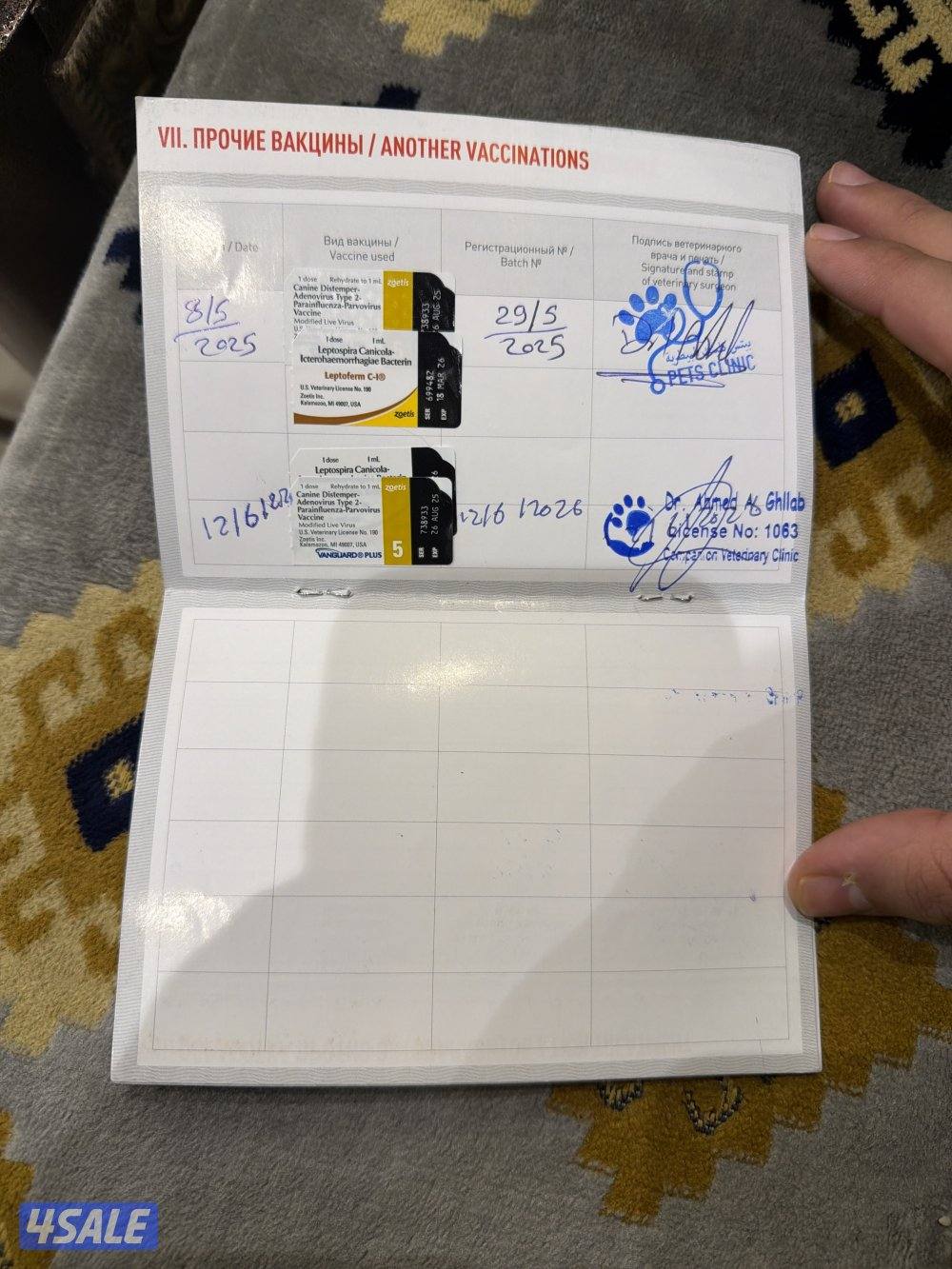 للبيع من النوادر صنف عالي مرتفع نوعه تشاو تشو6