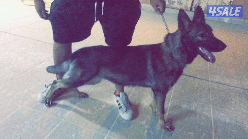 سيبل نثيه ويجد لدي دوبر مان0