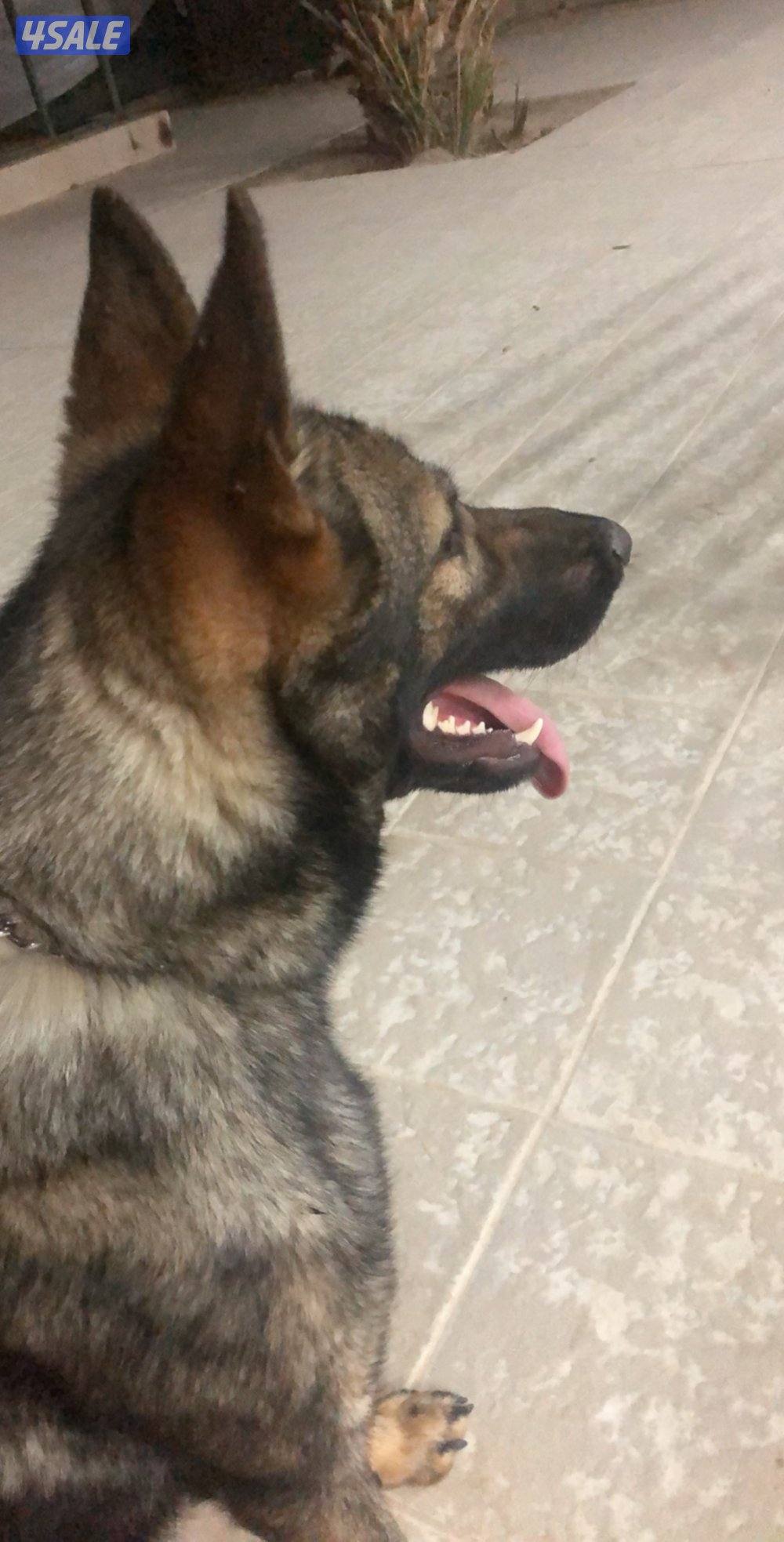 سيبل نثيه ويجد لدي دوبر مان1