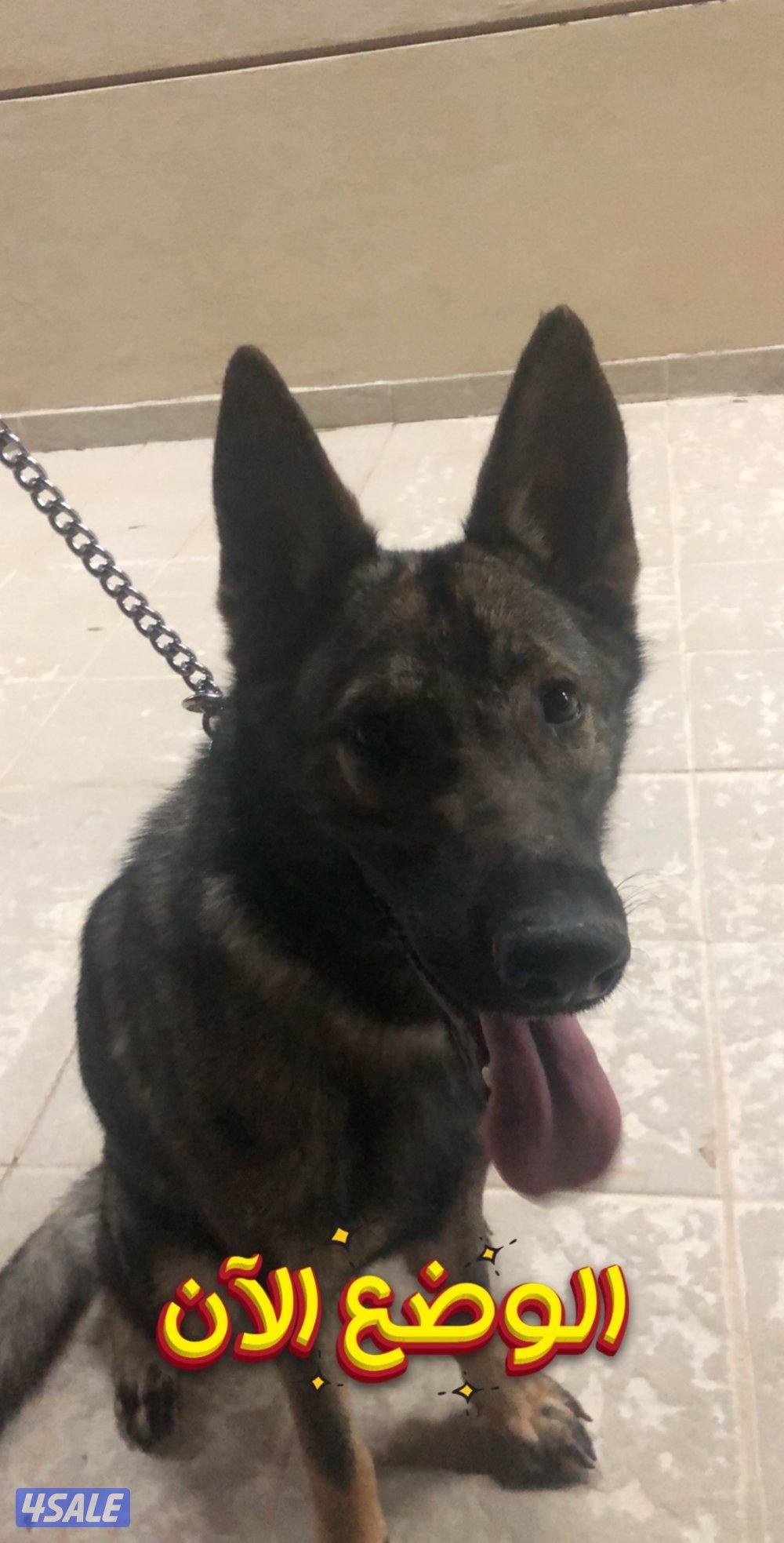 سيبل نثيه ويجد لدي دوبر مان2