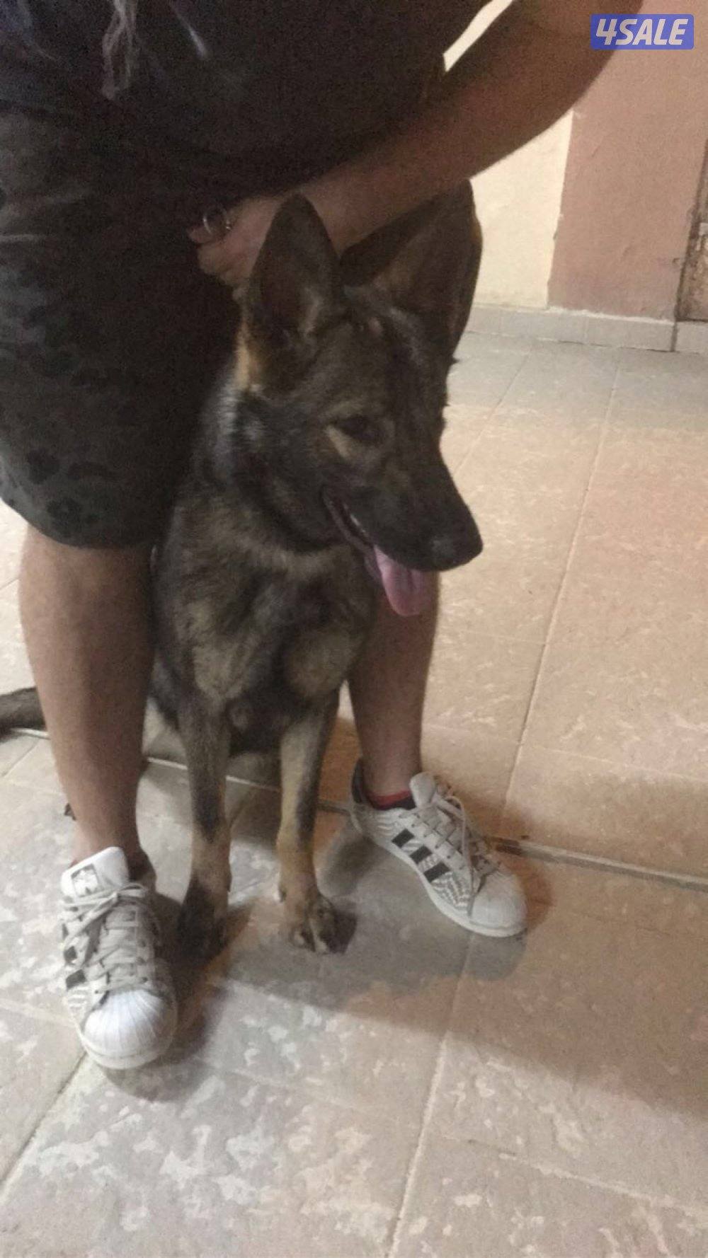 سيبل نثيه ويجد لدي دوبر مان3