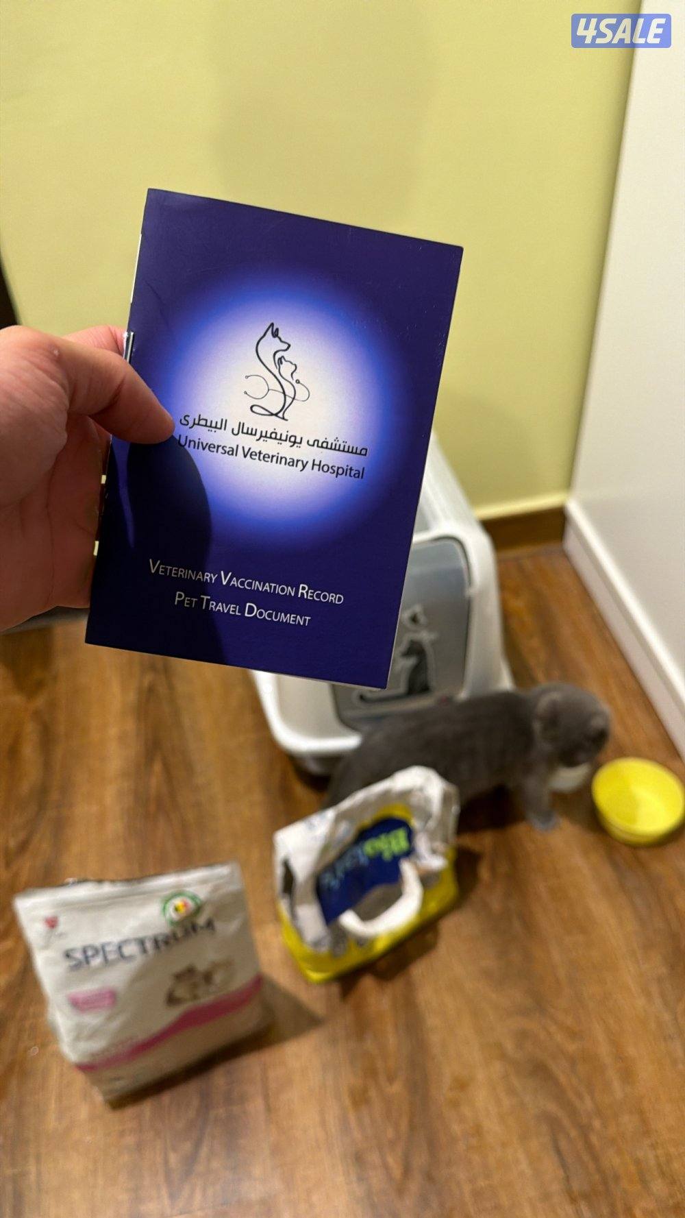 قطه سكوتش ستريت3