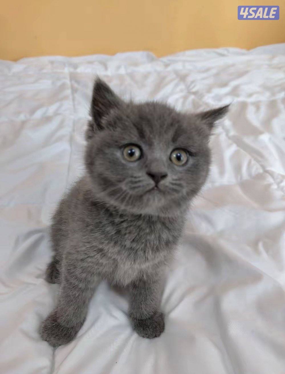 قطه سكوتش ستريت2