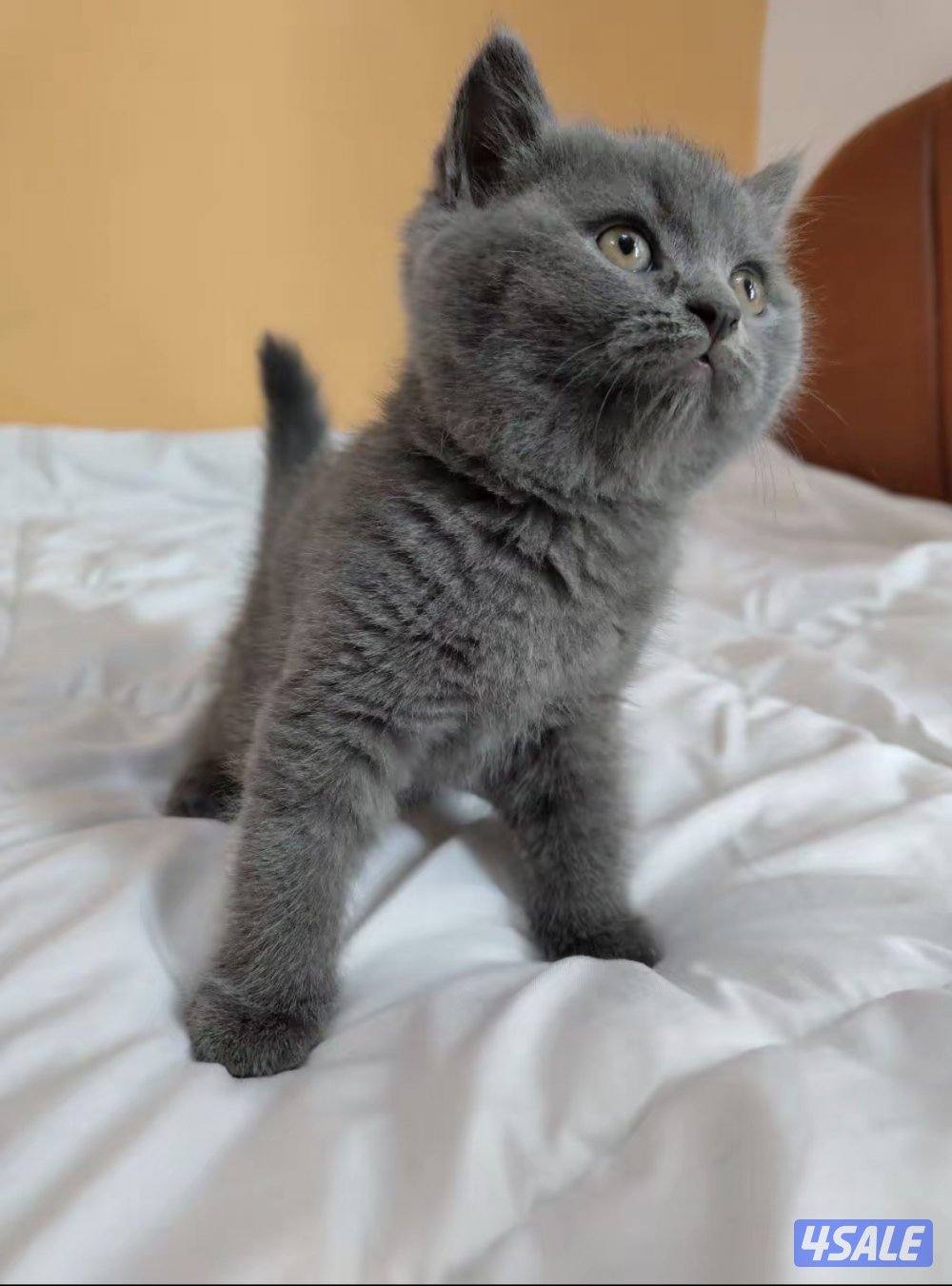 قطه سكوتش ستريت0