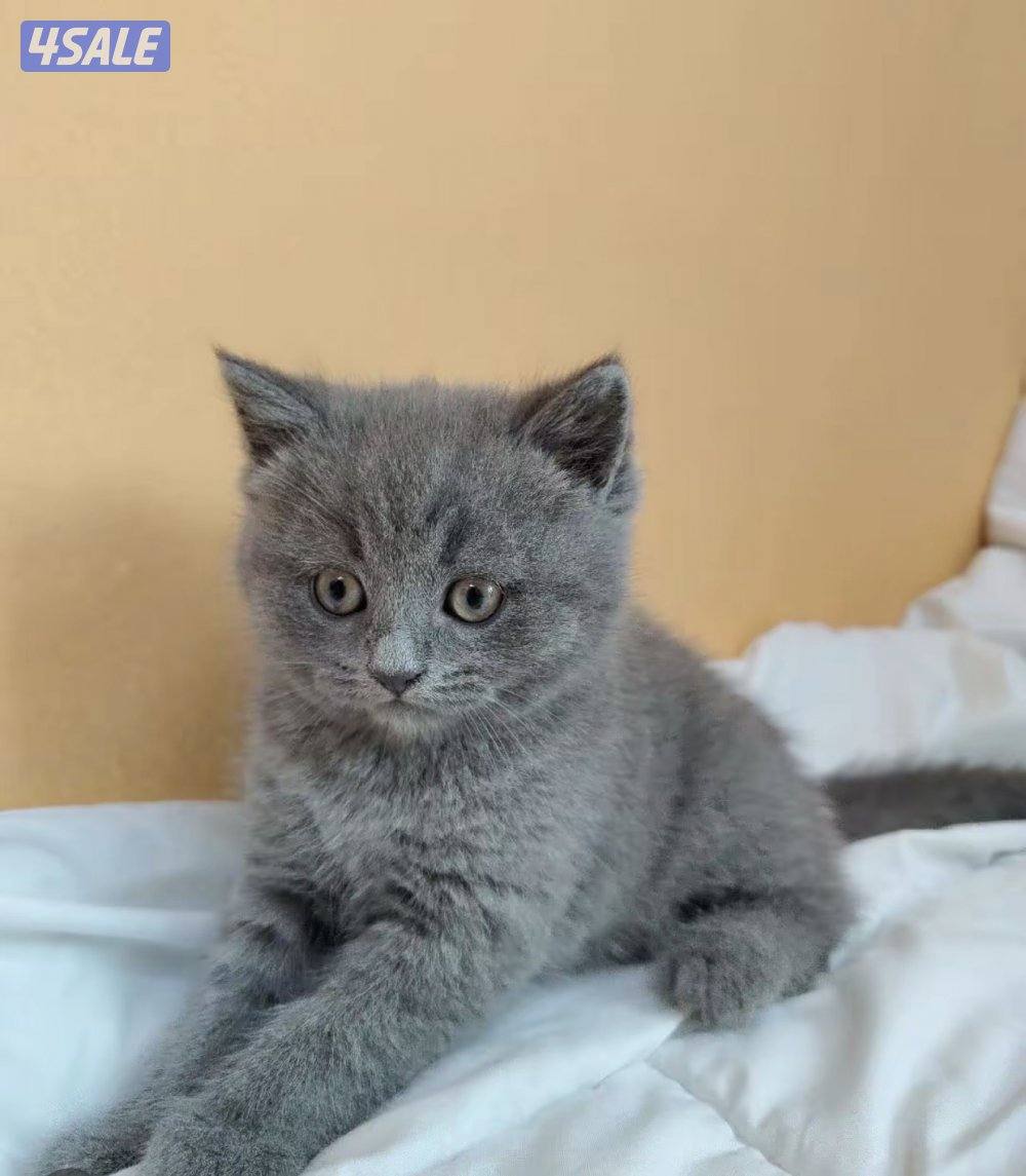 قطه سكوتش ستريت1