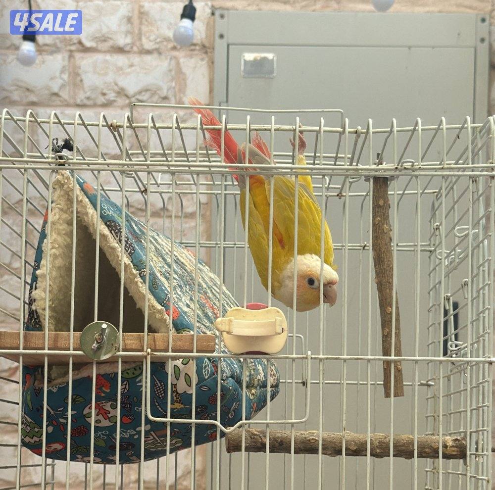 كنيور ربوه وهدد خارجي0