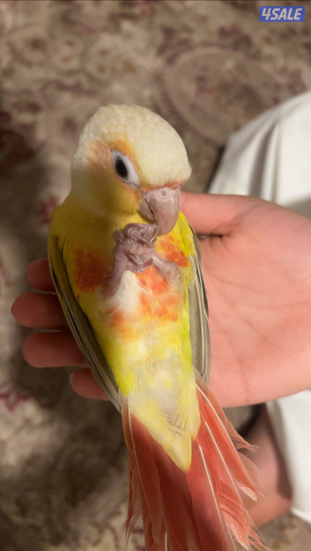 كنيور ربوه وهدد خارجي1