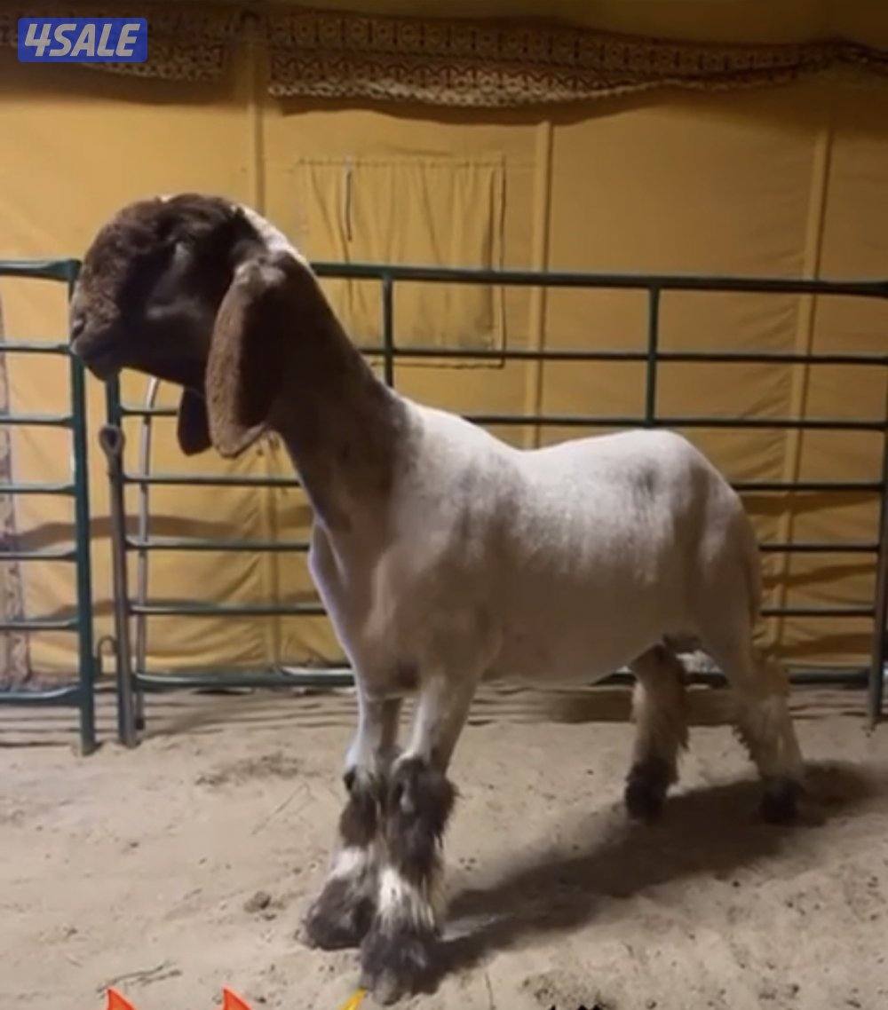 عينك ميزانك0