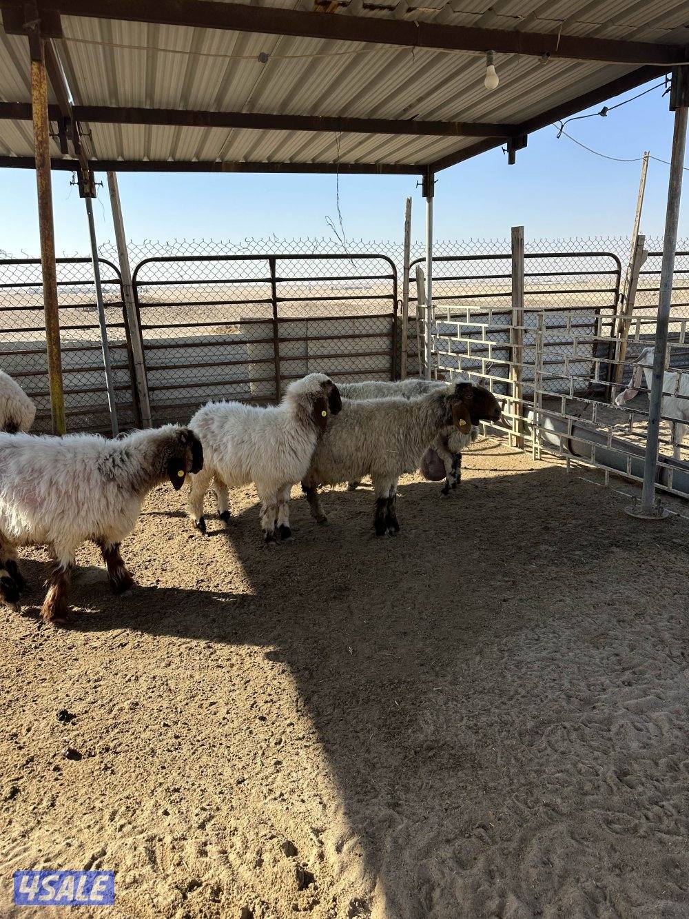 للبيع غنم. عدد8. فيها رخال وثنوات0