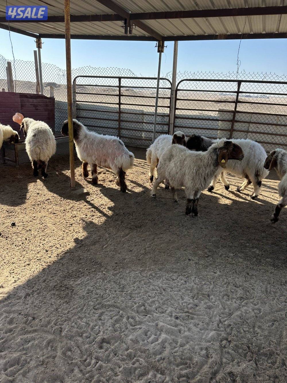 للبيع غنم. عدد8. فيها رخال وثنوات1