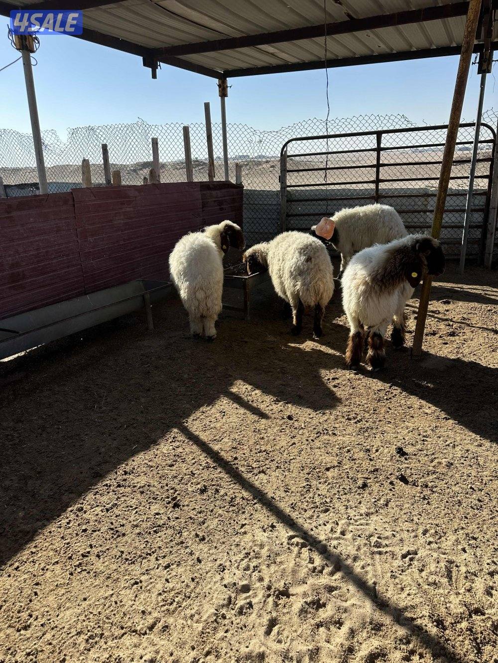 للبيع غنم. عدد8. فيها رخال وثنوات2