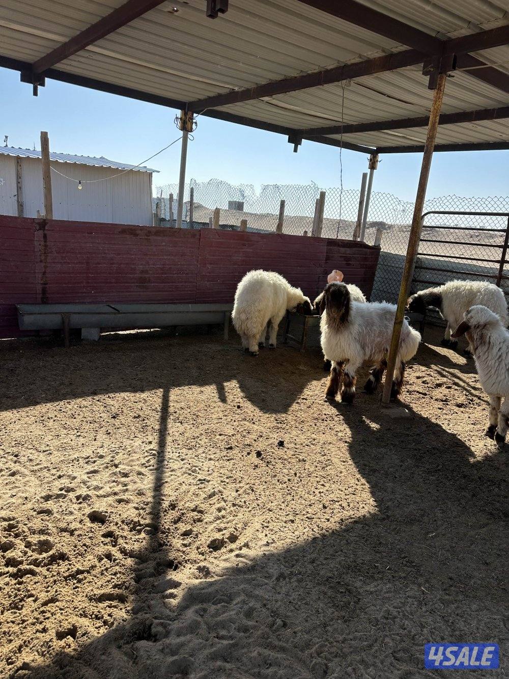 للبيع غنم. عدد8. فيها رخال وثنوات3