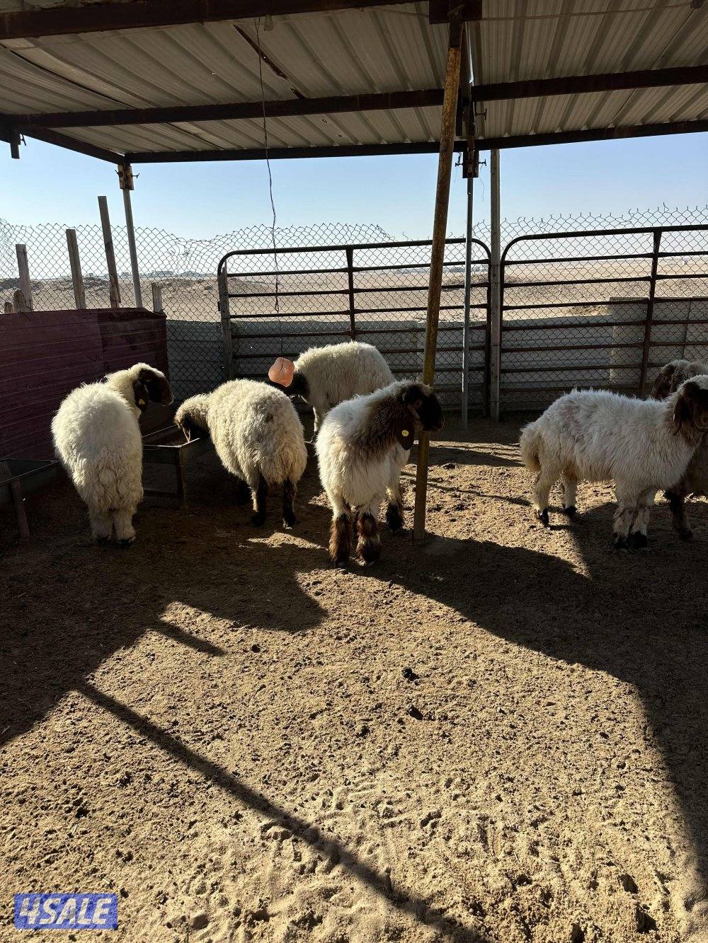 للبيع غنم. عدد8. فيها رخال وثنوات4