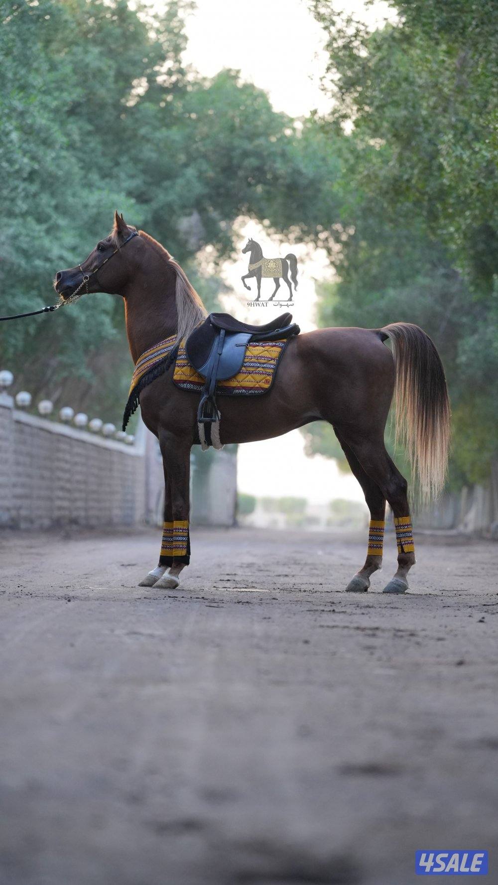 أطقم زينة للركوب0