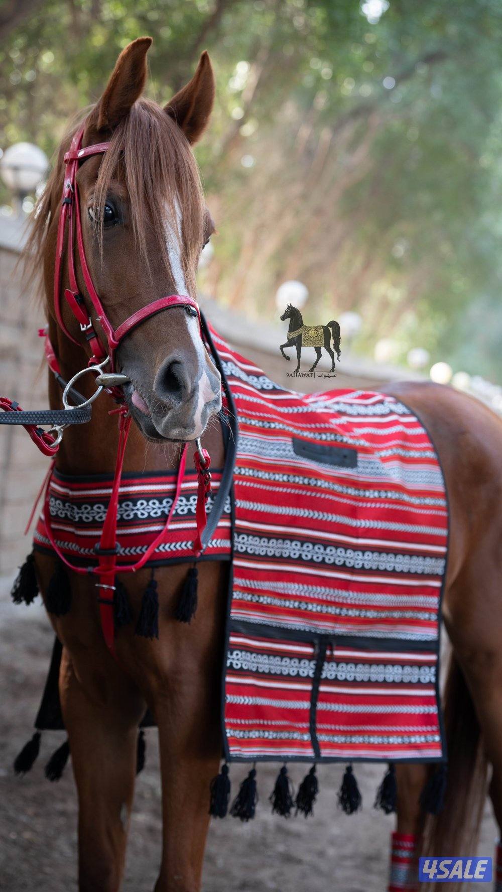 أطقم زينة للركوب2