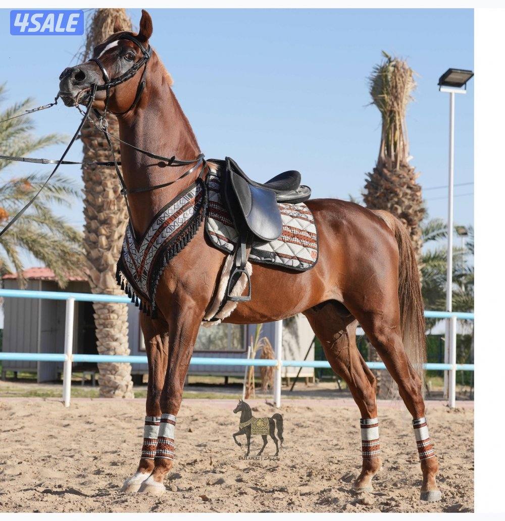 أطقم زينة للركوب4