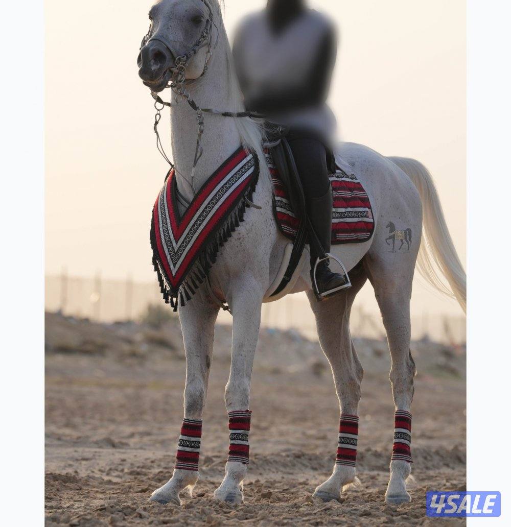 أطقم زينة للركوب5