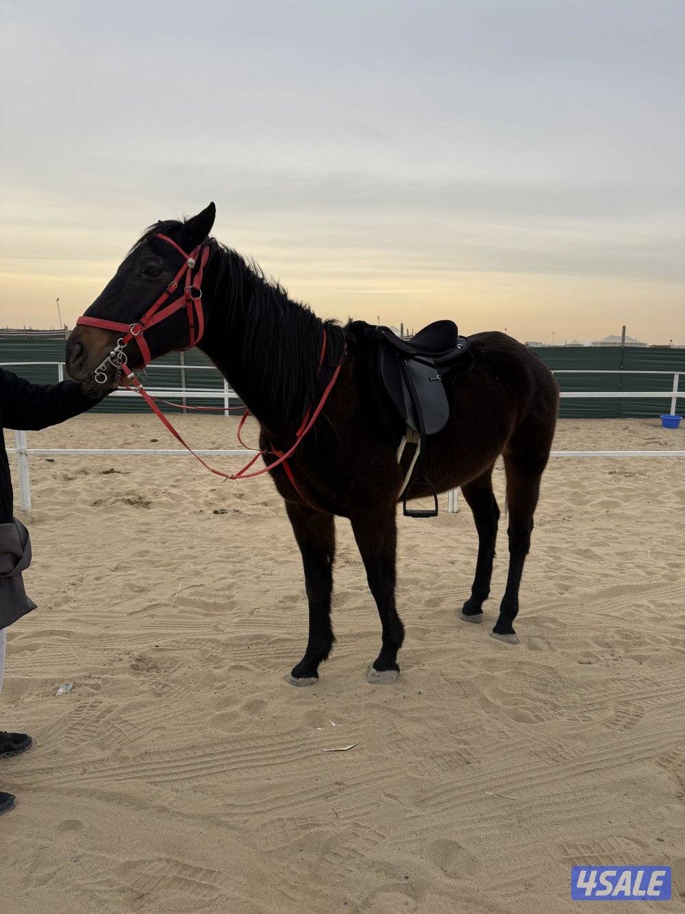 حصان انجليزي0