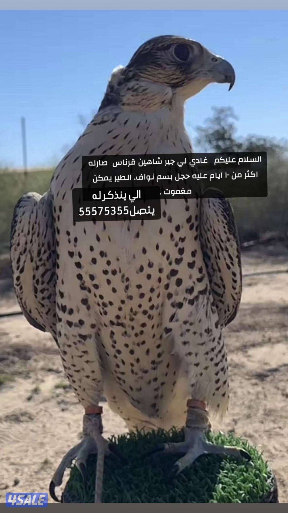 غادي لي جير شاهين قرناس0