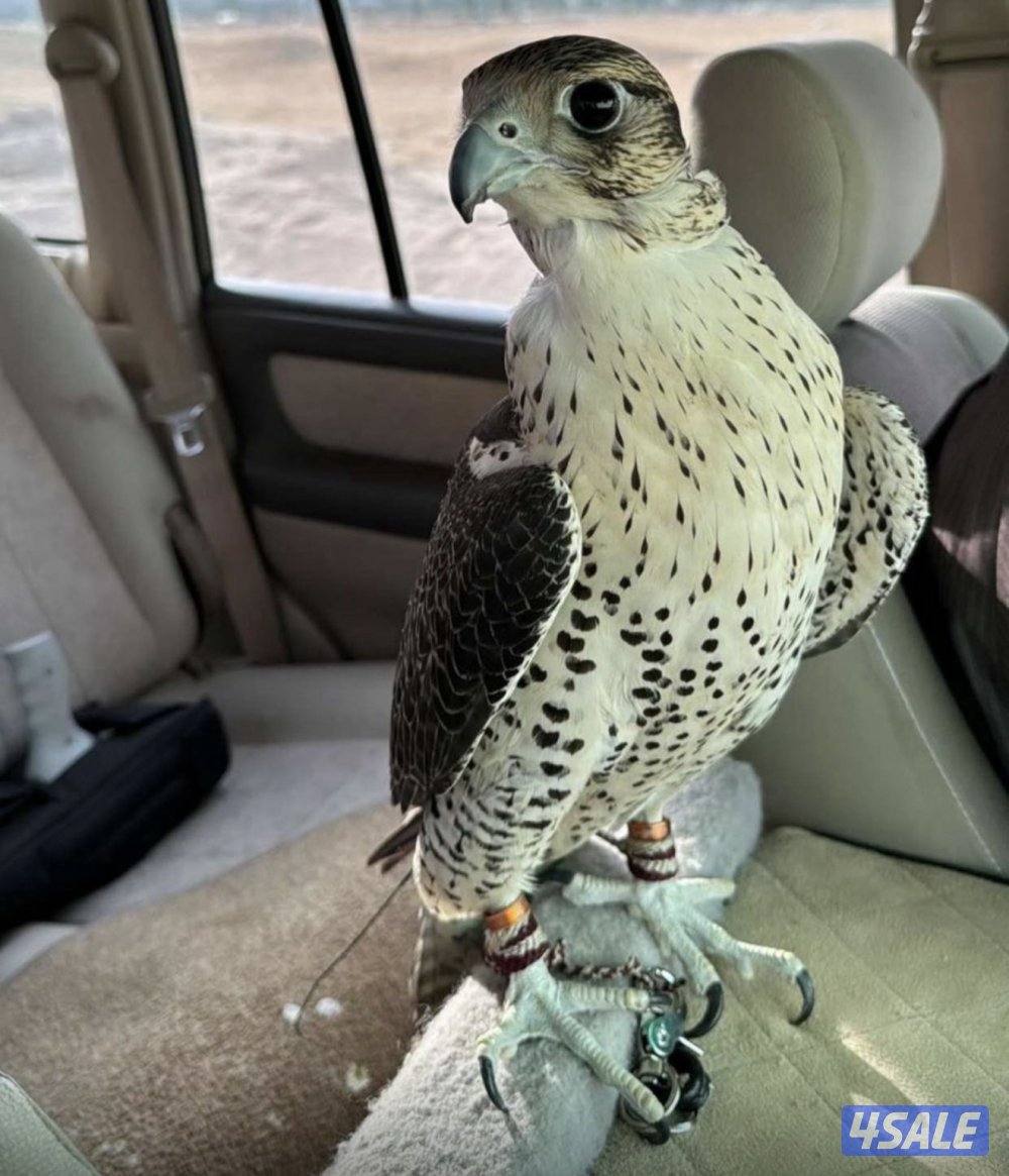 غادي لي جير شاهين قرناس2