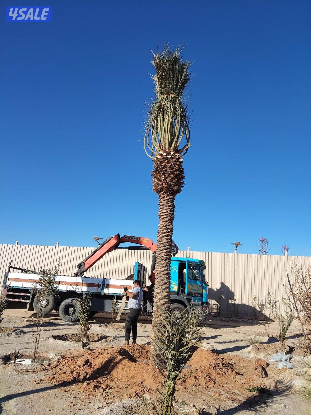 تنسيق حدائق ونخيل ابو علي3