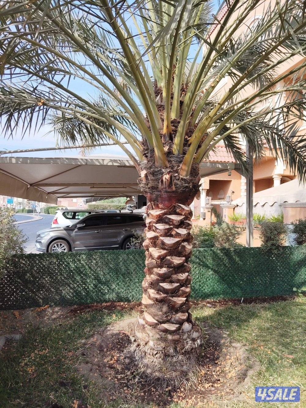 تنسيق حدائق ونخيل ابو علي7