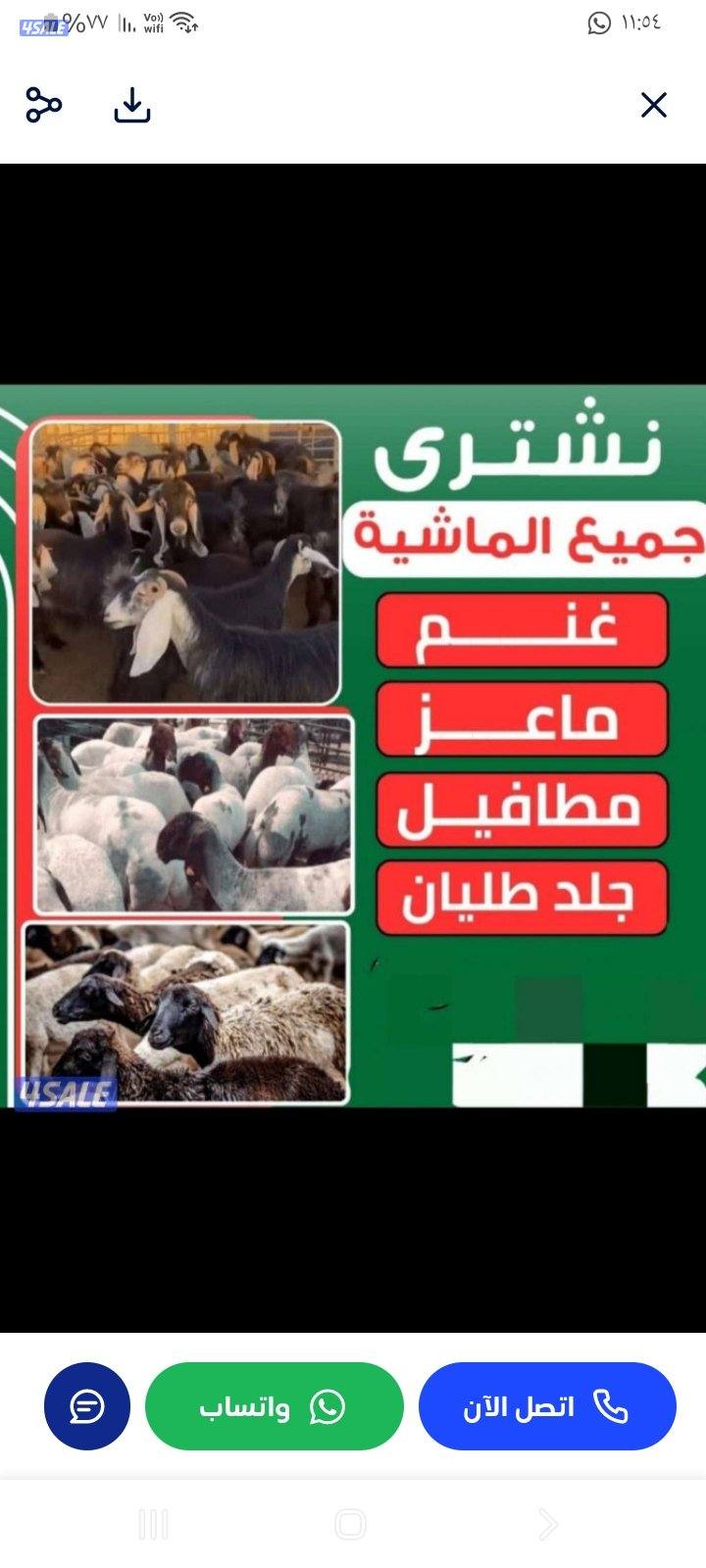 نشتري غنم معزه جميع انواع الحلال0