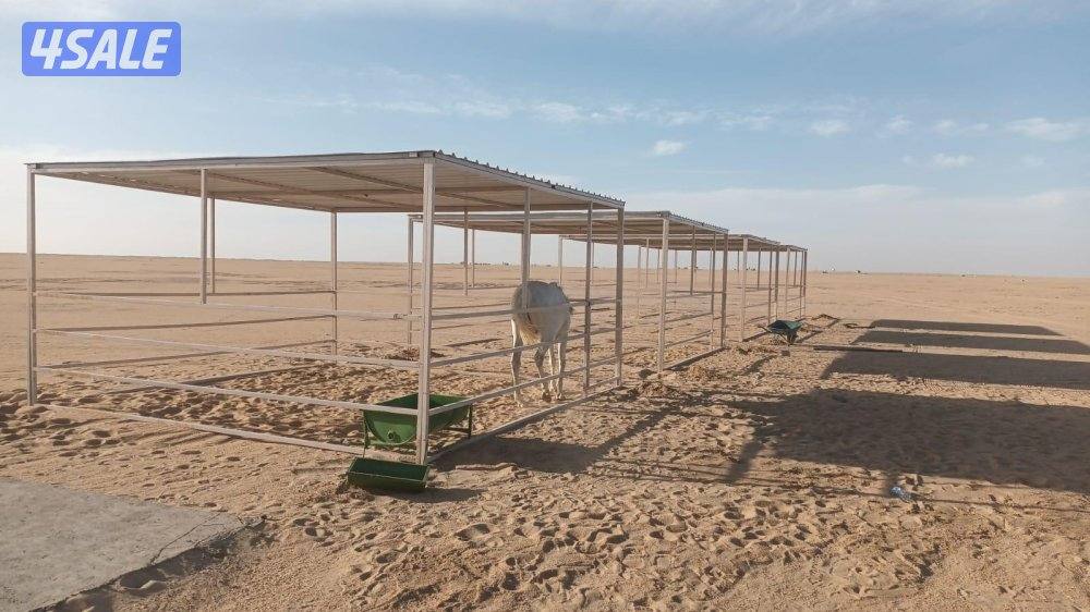 للبيع بناجر خيل صيفيه + بواديك ومخازن علف وغرف حرّاس7