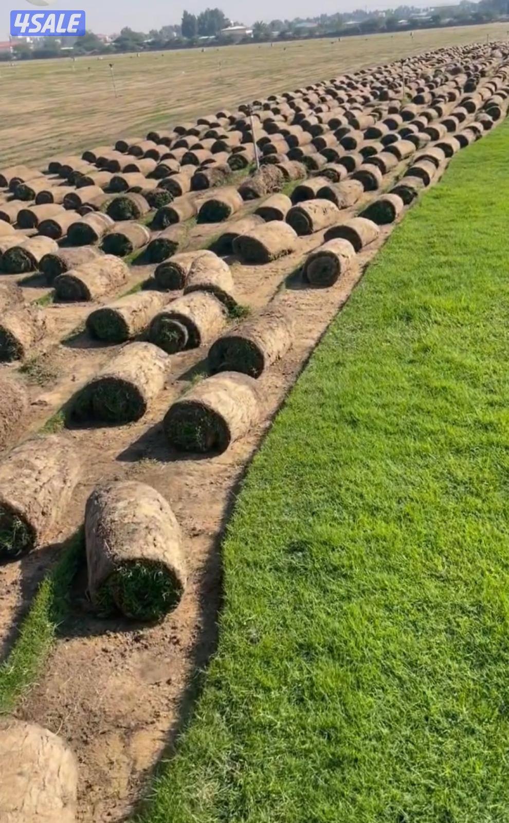 مبيعات ثيل طبيعي صناعي14