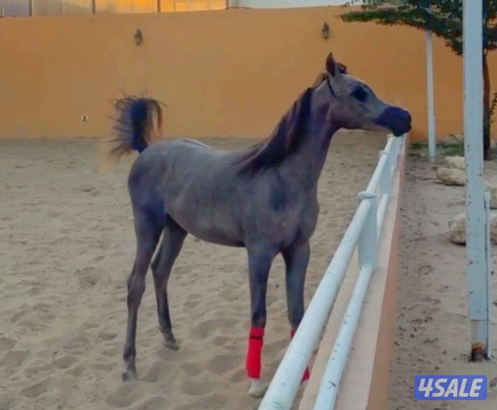 للبيع مهره0