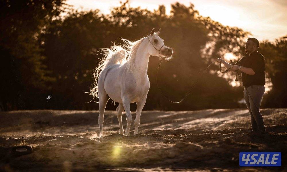 للبيع مهره1