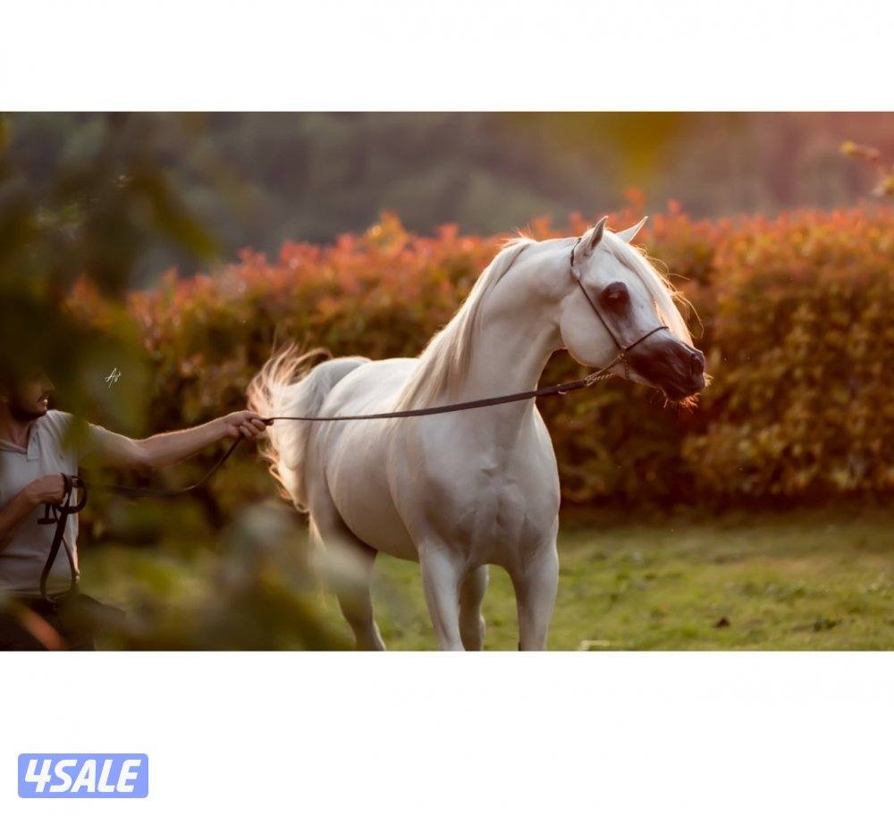 للبيع مهره2