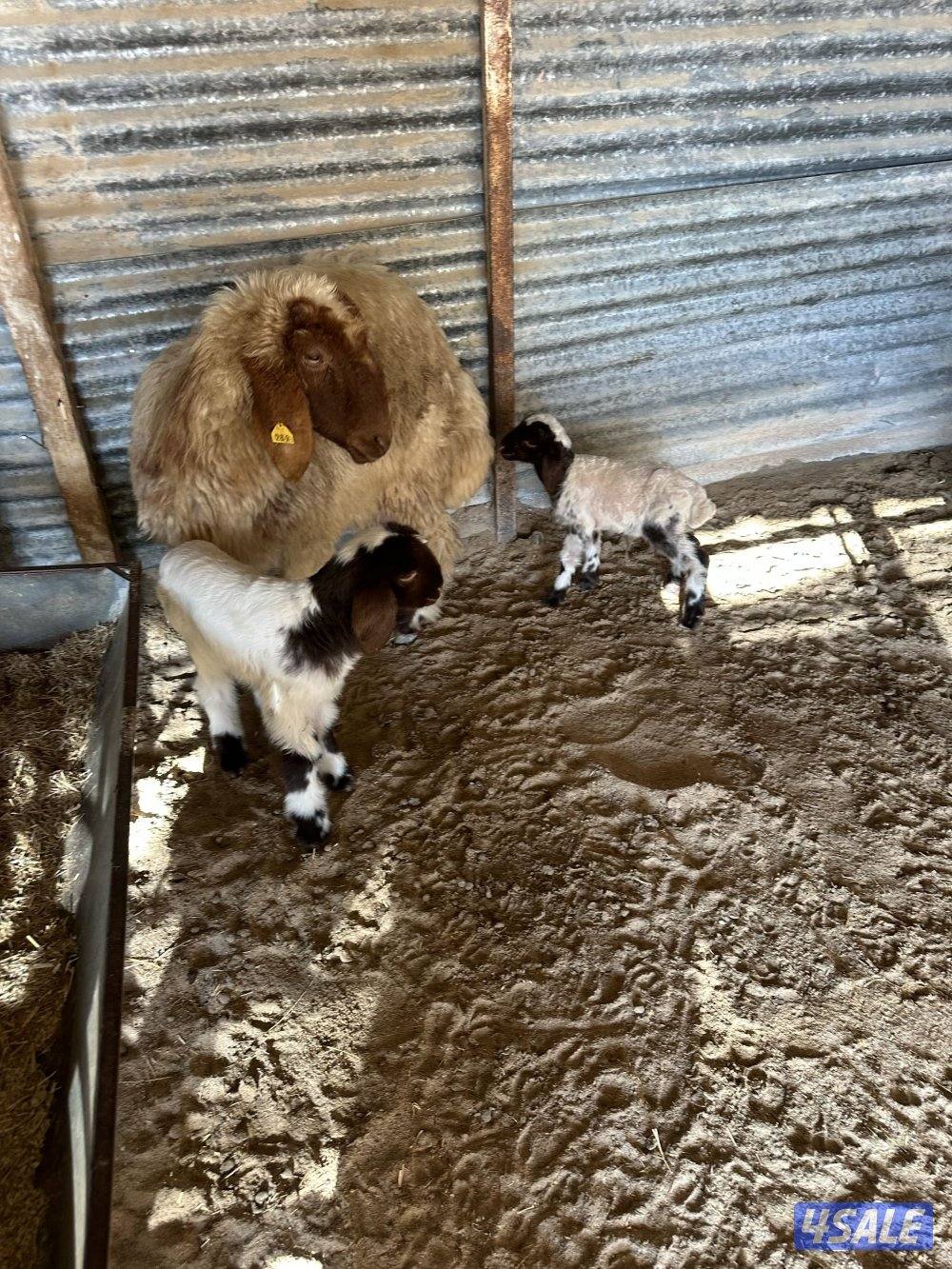 مطافيل العدد 5 وحده شقه طريق اللياح0