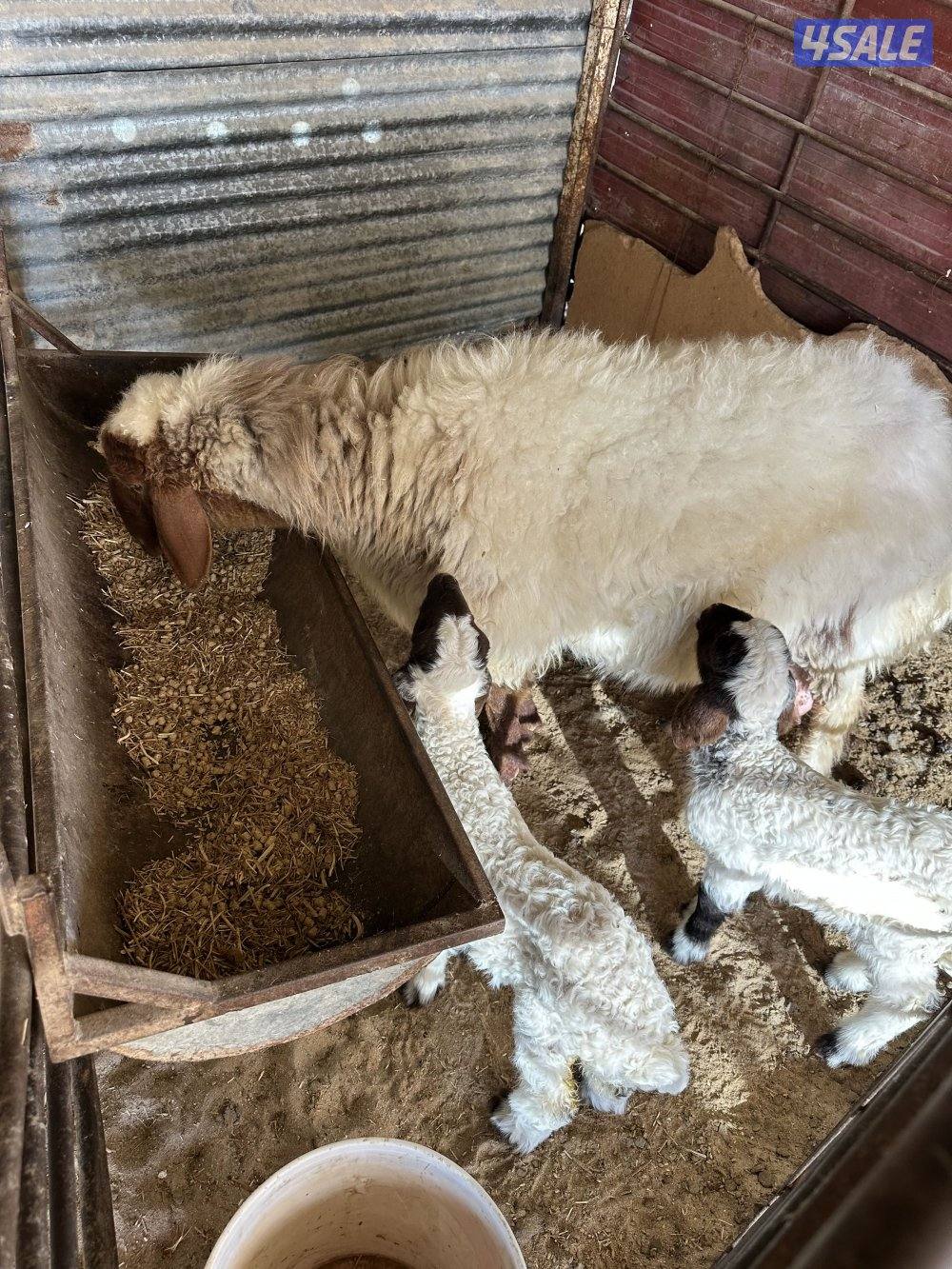 مطافيل العدد 5 وحده شقه طريق اللياح1