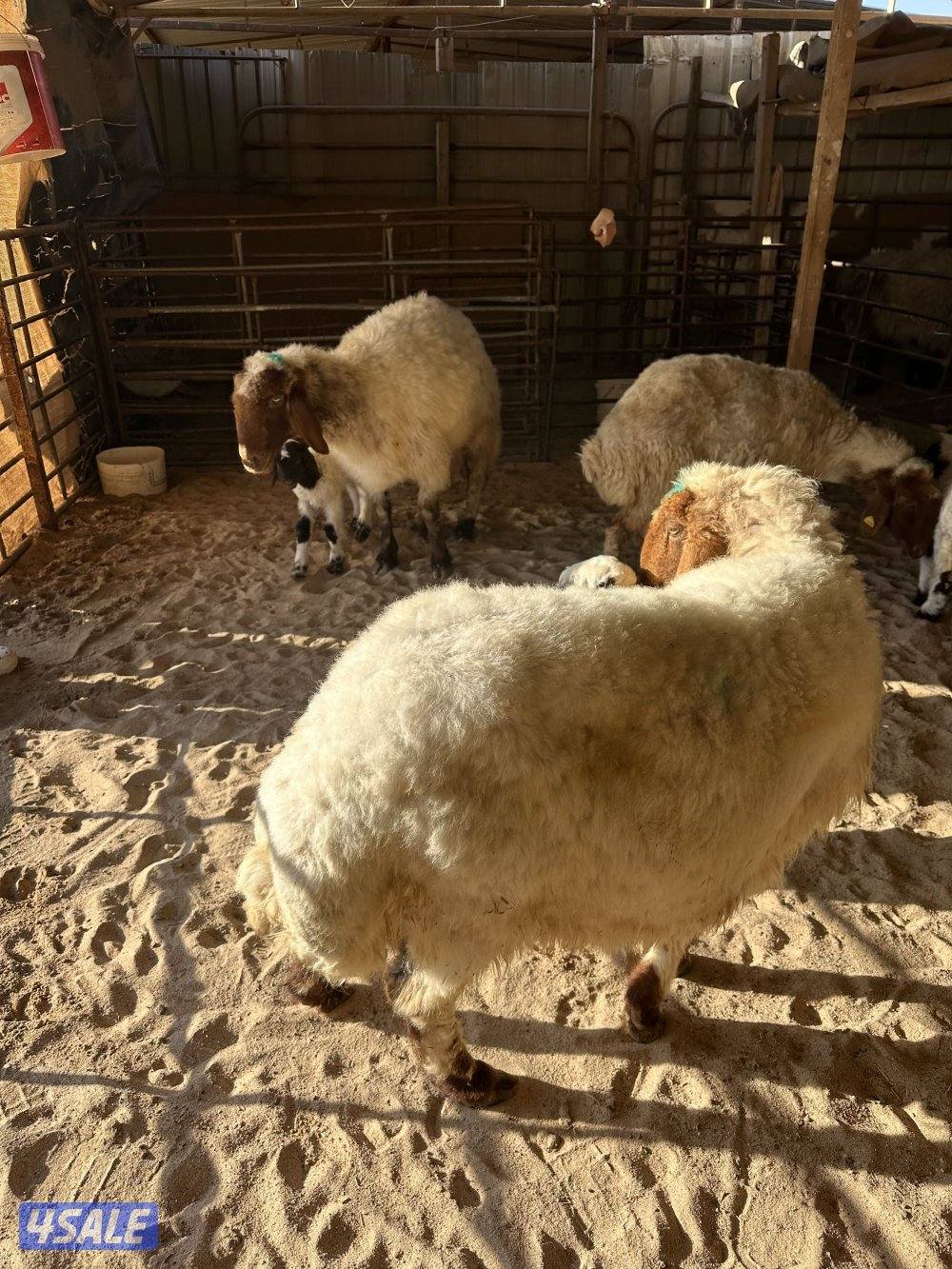 مطافيل العدد 5 وحده شقه طريق اللياح2