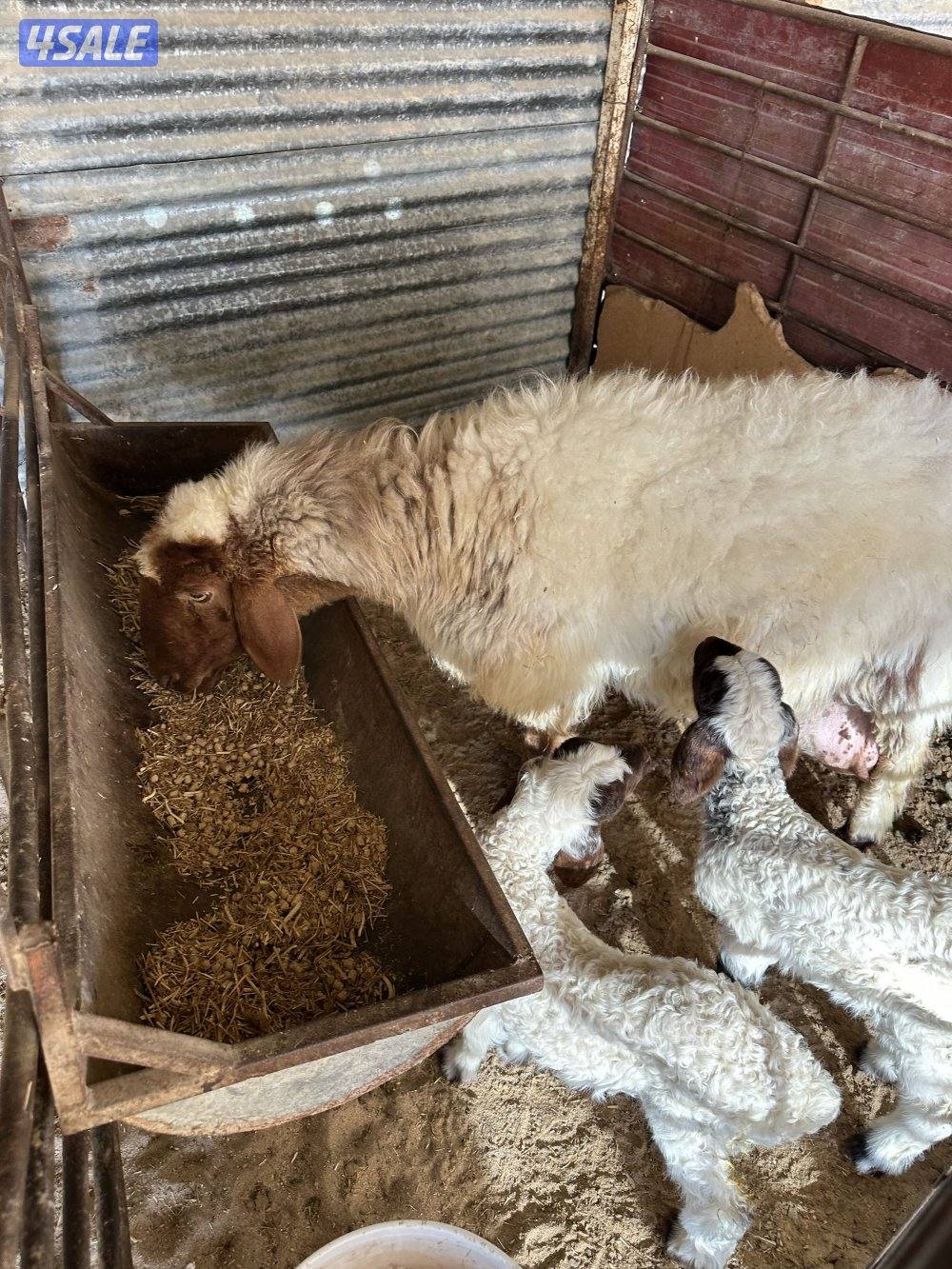 مطافيل العدد 5 وحده شقه طريق اللياح3