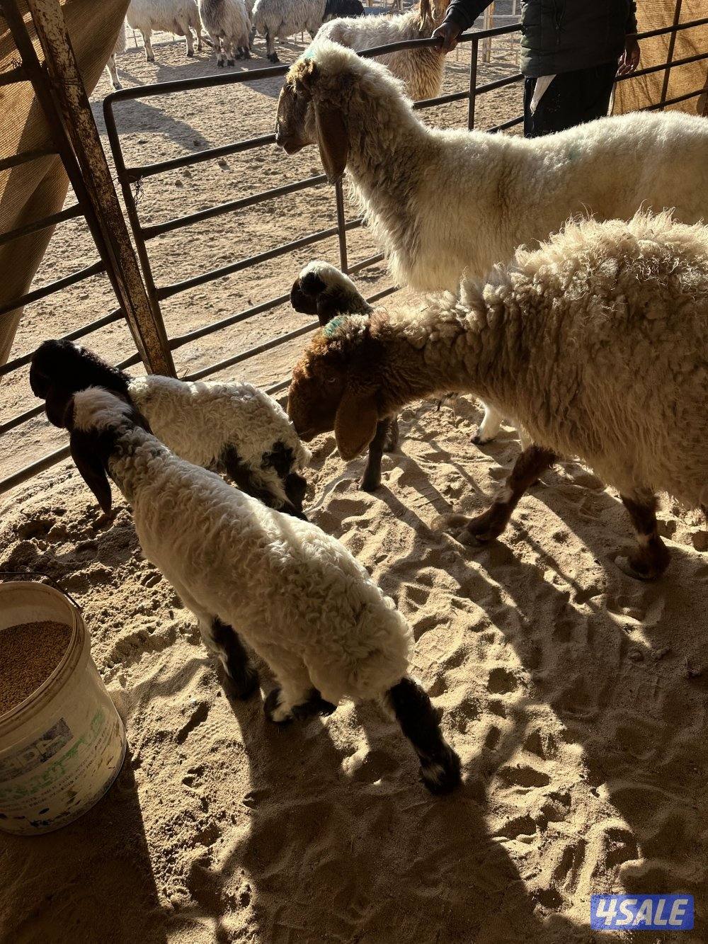 مطافيل العدد 5 وحده شقه طريق اللياح4