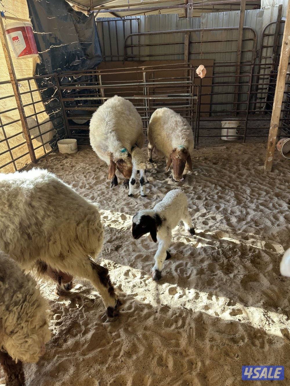 مطافيل العدد 5 وحده شقه طريق اللياح5