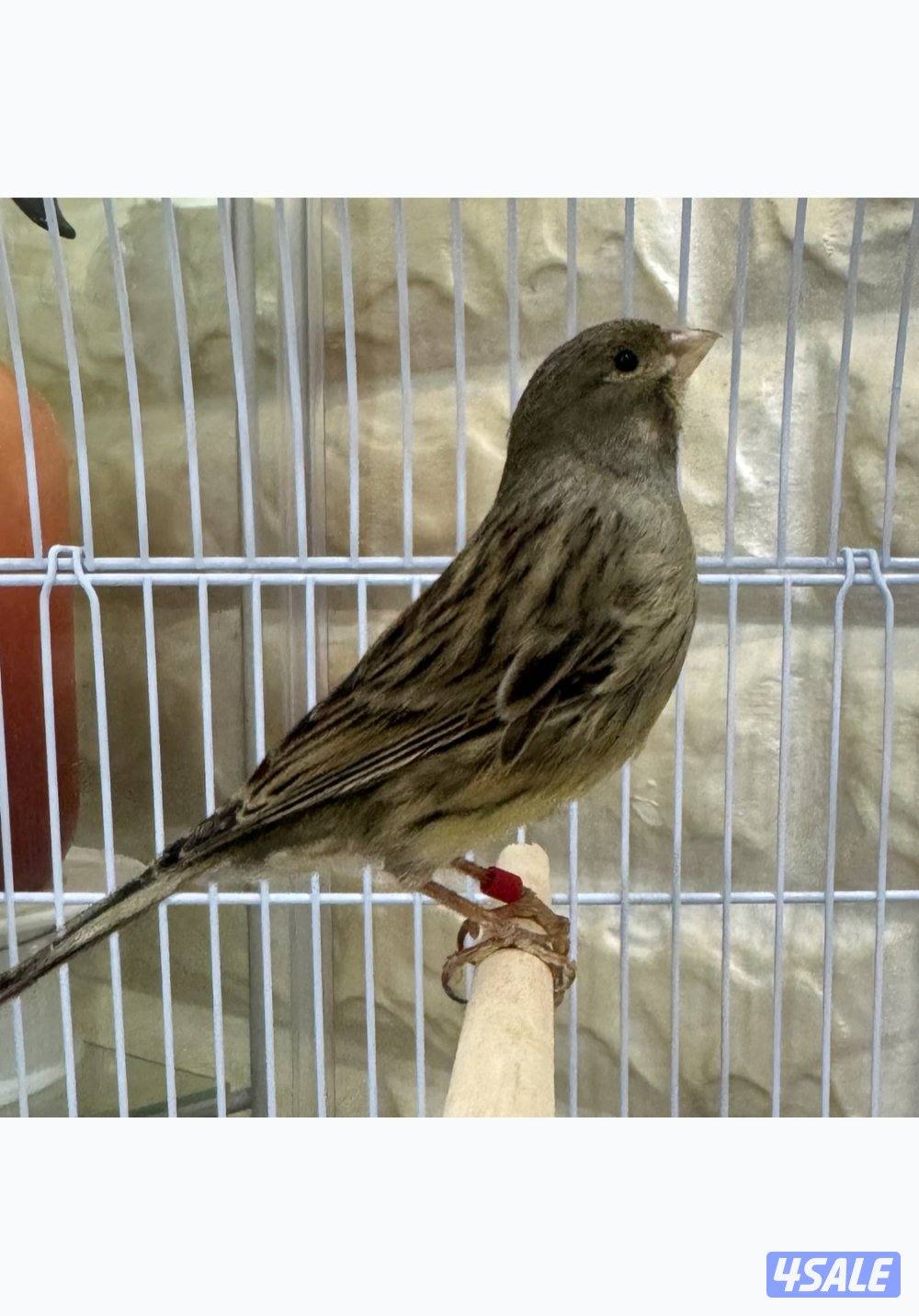 كناري إيراني تغريد نار 🔥0